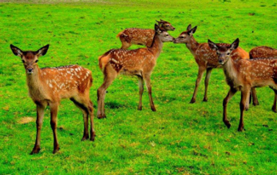 Hjort på sommerbeite hos Nyvoll Hjortefarm