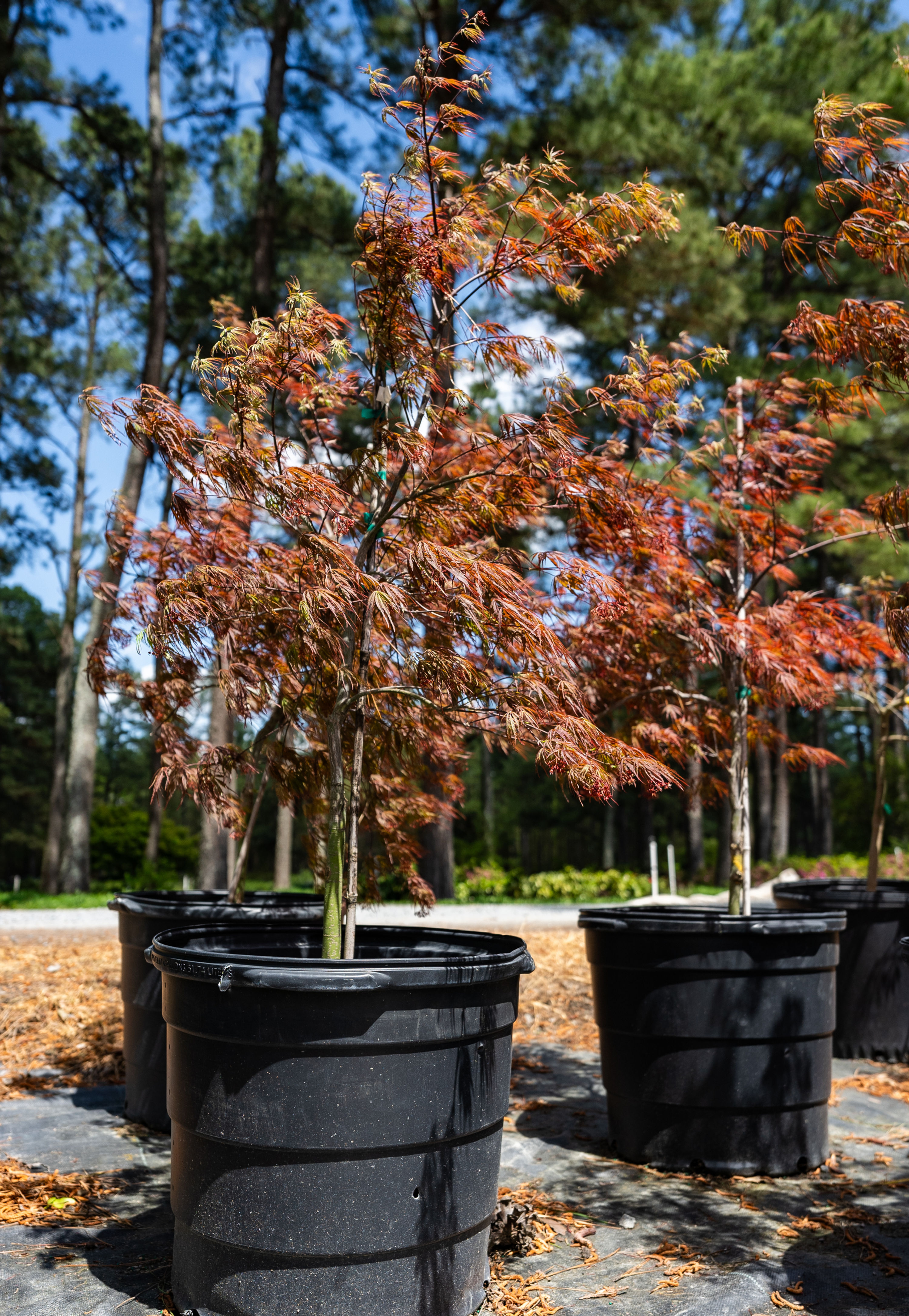 Tamukeyama Japanese Maple
