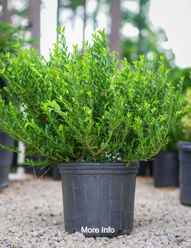 Hoogendorn Japanese Holly | Reaves Nursery Farm