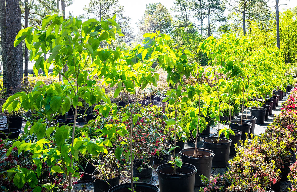 Thumbnail: Appalachian Snow Dogwood