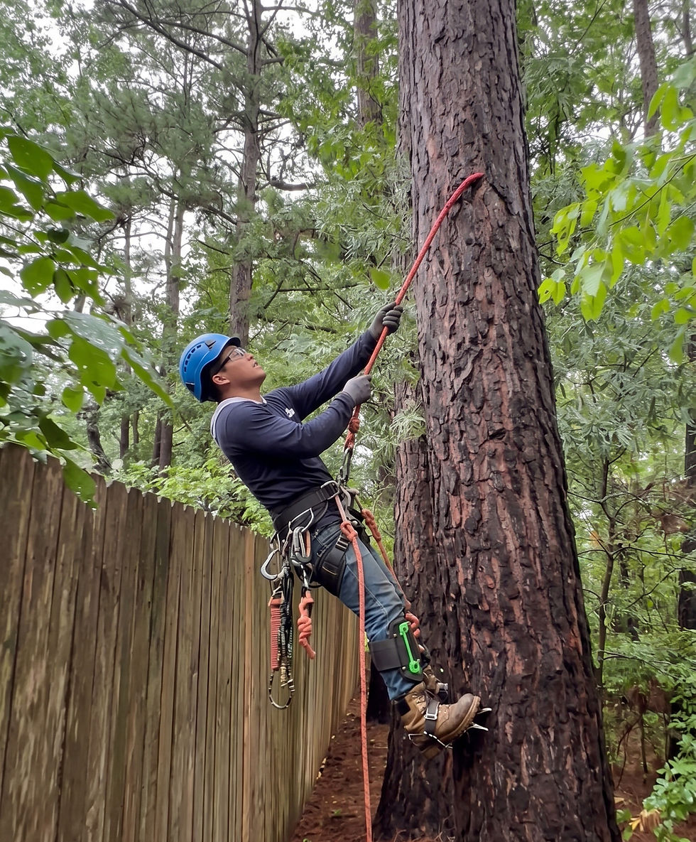 Climbing a tree.jpg