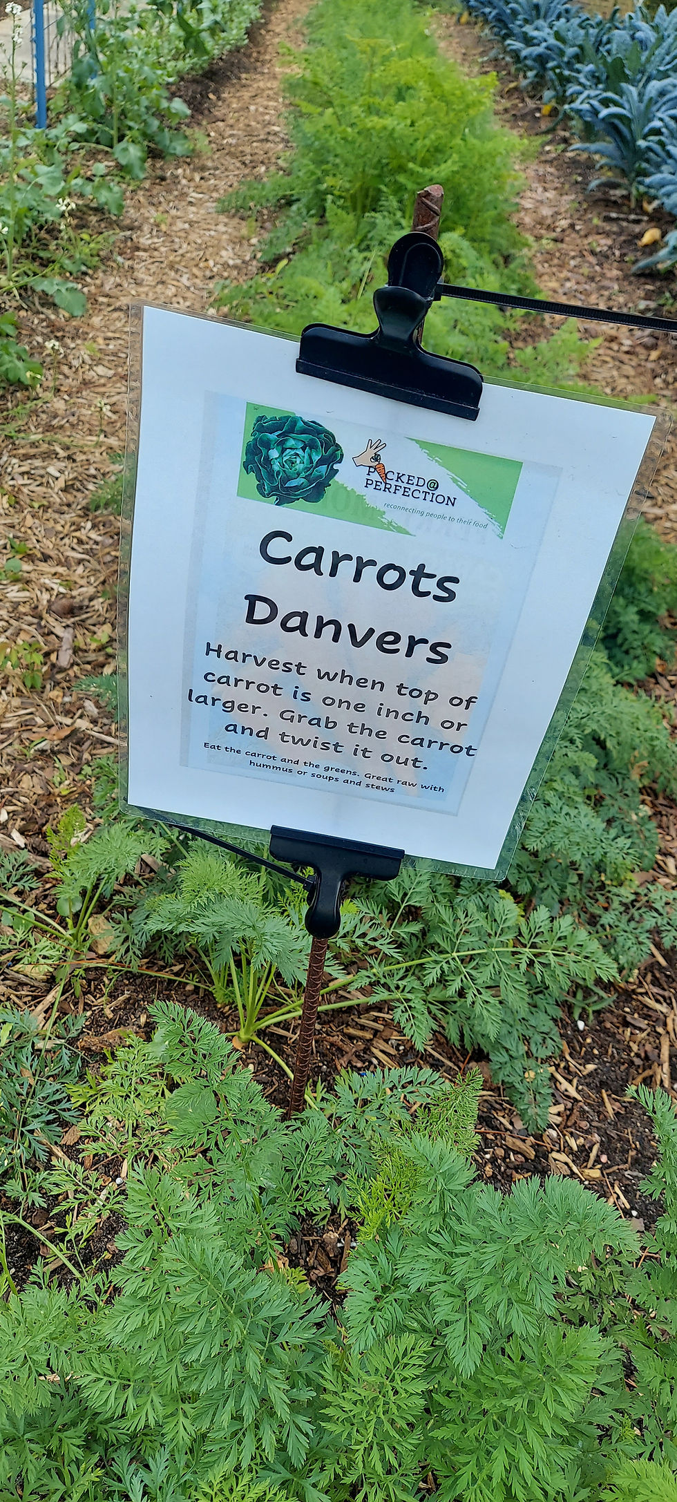Thumbnail: Danvers Carrots