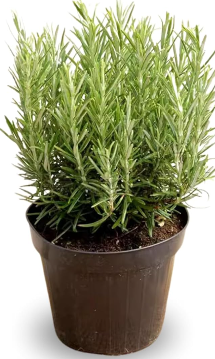 Rosemary