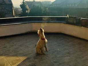 Soluciones prácticas para balcones con perros: seguridad, confort y estilo para tu hogar