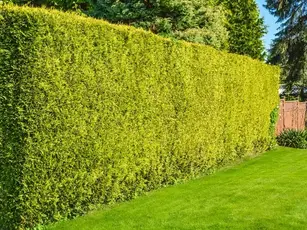 plantar setos para usar como cerramiento