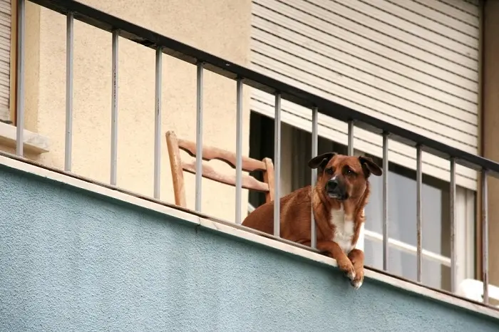 cerrar balcon para perros
