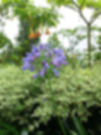 নীল হলুদের সমাহার