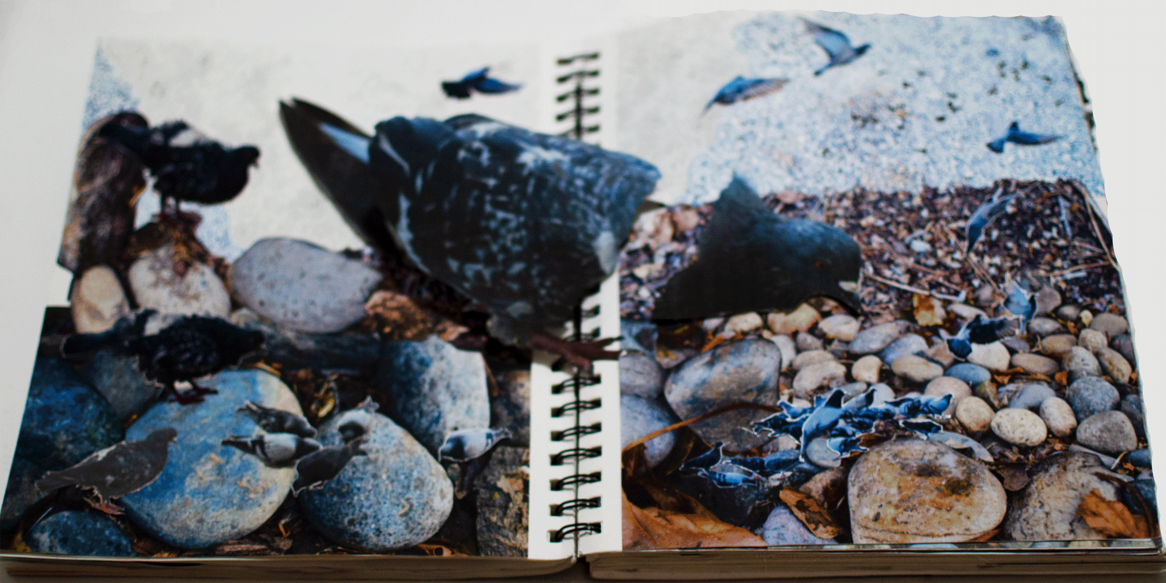 Pigeon-gif.gif