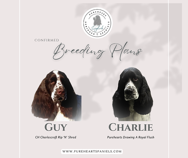 Breeding Plans Charlie x Guy (1).png