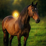 Horse in energetic balance – gentle impulses for inner alignment and strengthening on a subtle level