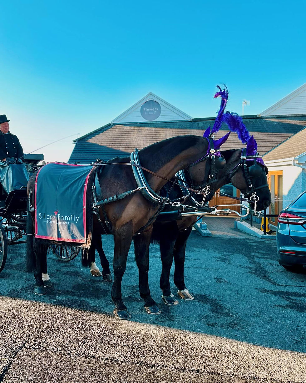 Horse-drawn hearse with black horses at a Silcox funeral.