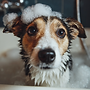 u7114537558_photo_of_a_dog_bathing_--v_7_b2f54387-c8d7-48d1-8083-fcc7a0a04012_3.png