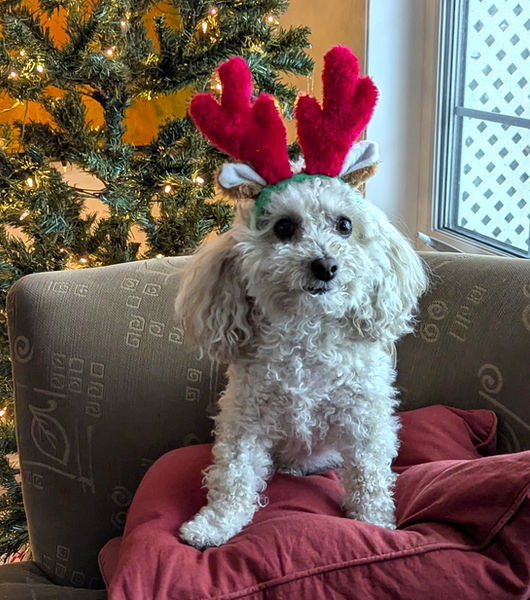 Murphy antlers.jpg
