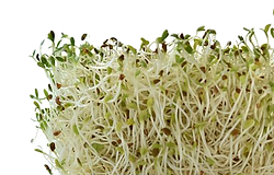 sprout-1663477__340 (1)_edited.png