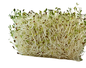 sprout-1663477__340 (1)_edited.png