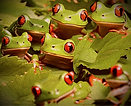 hundred of real live frogs_edited.png