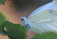 butterfly-8200041_640.jpg