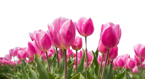 tulips-2254970_640_edited.png