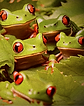 hundred of real live frogs_edited_edited