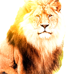 closeup-shot-male-lion-jungle-during-day