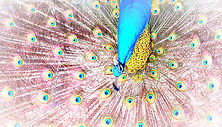 peacock-7149630_640_edited_edited.jpg