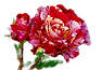 rose-3437234_1280_edited.png