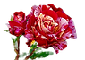 rose-3437234_1280_edited.png