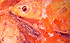 koi-7923737_1280_edited.jpg