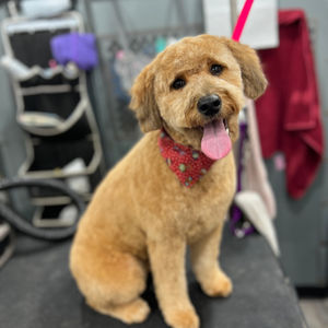 Golden Doodles