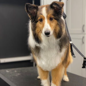 Rough Collie