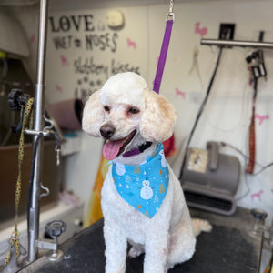 Poodle