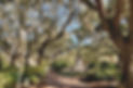 Scenic path under oak trees in Savannah, perfect for an intimate Lowcountry elopement ceremony.