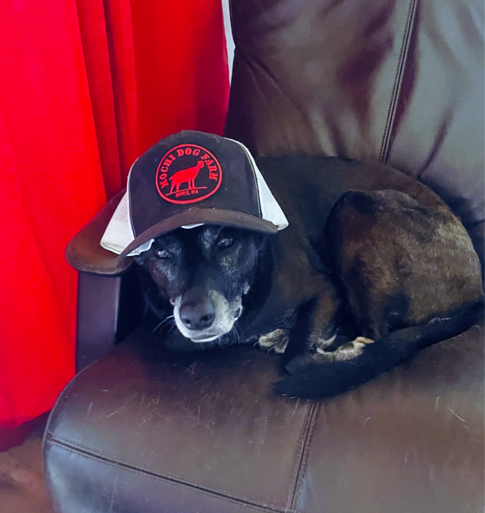 Mochi Dog Farm Logo Trucker Hat