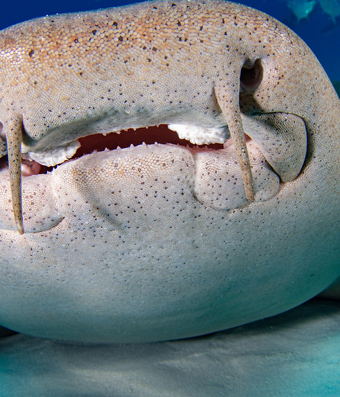 NurseShark - Front-6.jpg