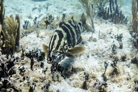 NASSAU GROUPER