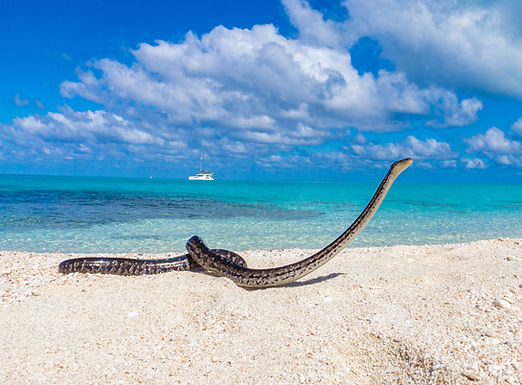 BIMINI BOA