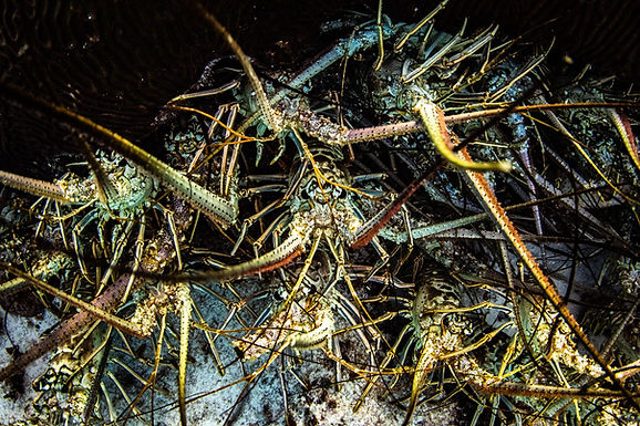 CARIBBEAN SPINY LOBSTER