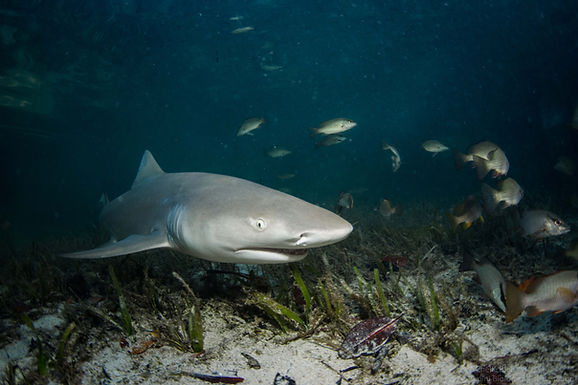 LEMON SHARK