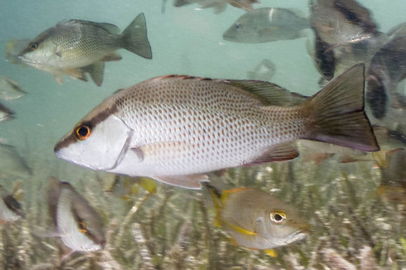 MANGROVE SNAPPER