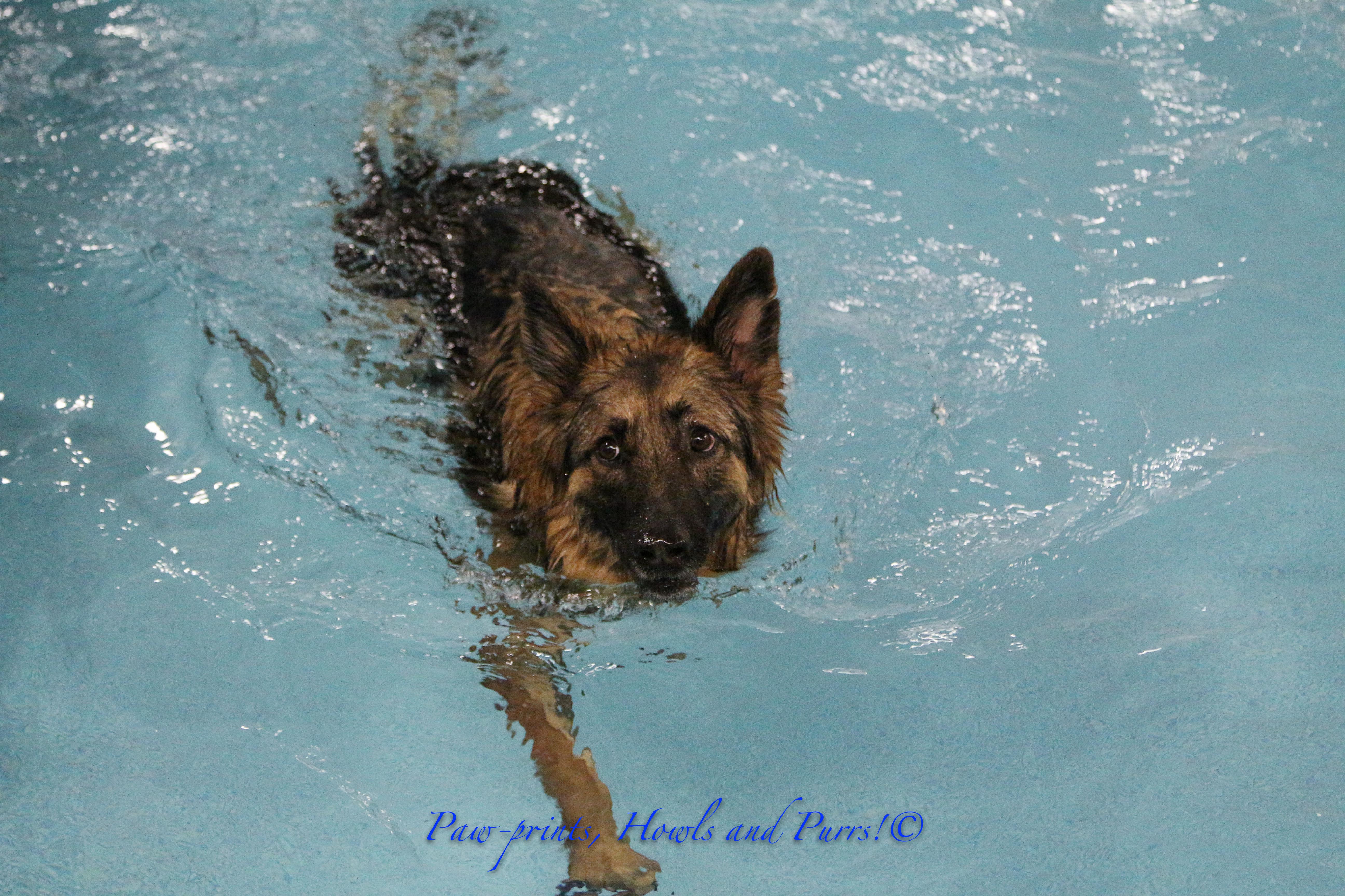 canine aquatic center