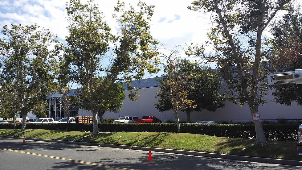 Commercial Client 3 Trimming.jpg