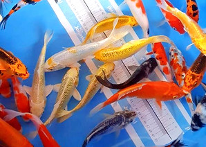 carpas de 100_edited.jpg