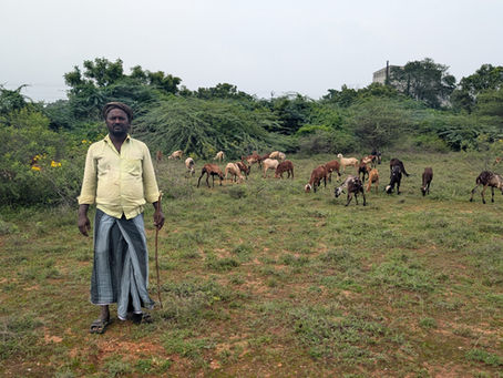 Trails of Pastoralism and Poromboke