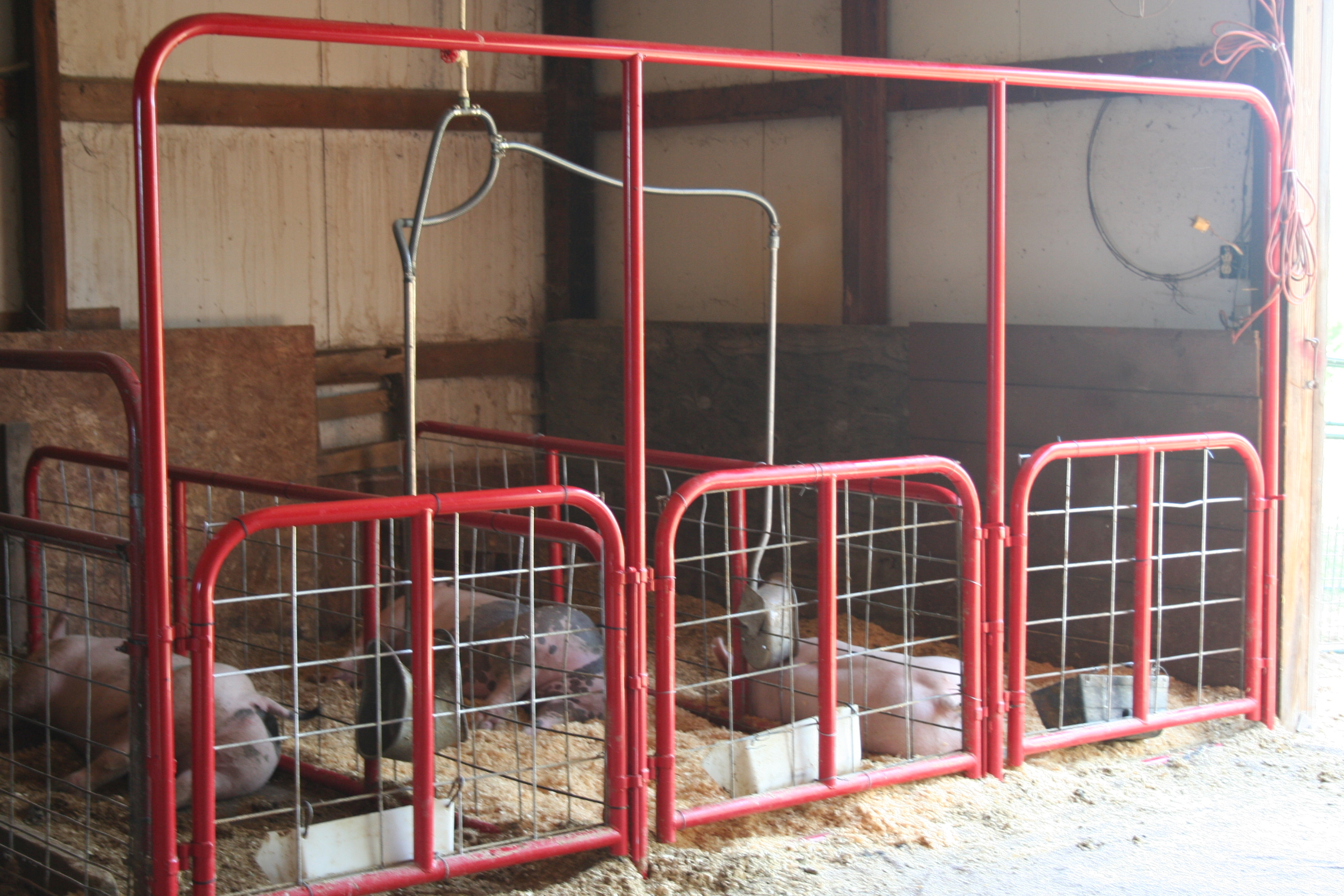livestock gates, custom livestock designs Custom Hog Pens