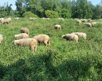 Signal Rock Farm Wool
