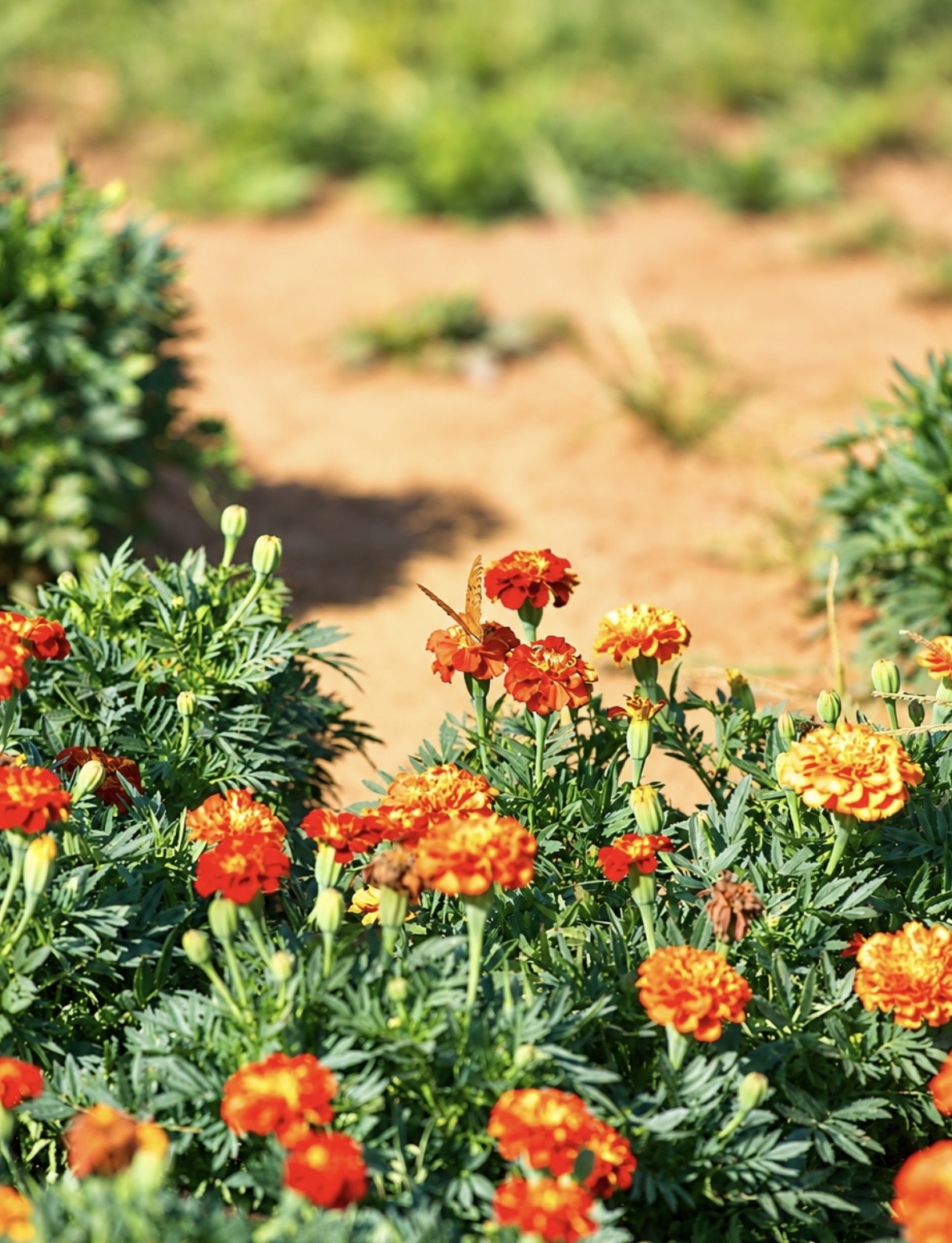 Floral detail photography