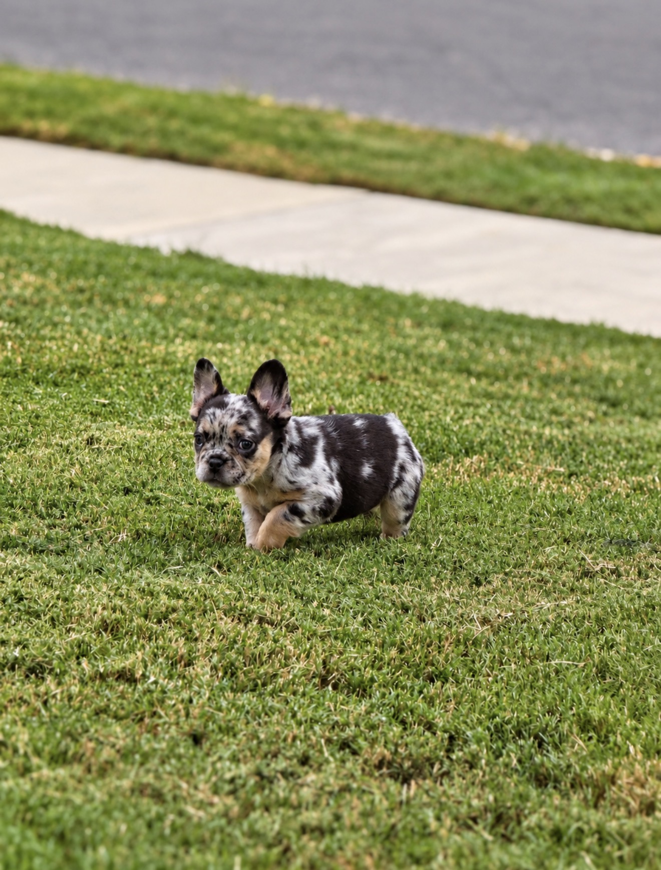 Pet photography