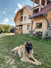 Hund-Jamnica-Bikehotel-Koros_edited_edited_edited.jpg