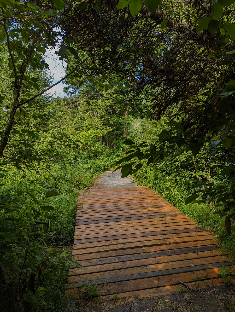 Cabin #1: Bridge on Pathway