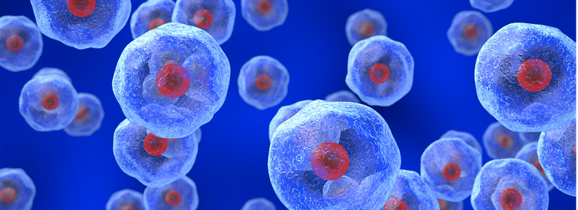 <p class="font_8"><br></p>
<h2 class="font_2">Introduction</h2>
<p class="font_8"><br></p>
<p class="font_8">Solid tumors create metabolically hostile environments that challenge the function and persistence of immune cells. One of the defining characteristics of the tumor microenvironment is hypoxia, a condition in which oxygen levels fall significantly below those found in normal tissues. Oxygen concentrations within tumors typically range from approximately 0.2% to 4%, considerably lower than normal tissue oxygen levels (physoxia) of 3–7.4%, and far below the ~21% found in standard cell culture conditions and atmospheric air (Bigos et al., 2024; Vaupel &amp; Mayer, 2007).</p>
<p class="font_8"><br></p>
<p class="font_8">For T cells, oxygen availability is closely tied to metabolic activity, differentiation, and effector function. As immunotherapies such as CAR-T and tumor-infiltrating lymphocyte (TIL) therapies continue to advance, understanding how hypoxic conditions influence T cell biology has become increasingly important. The metabolic state of therapeutic immune cells can strongly influence their ability to persist, proliferate, and function within the tumor microenvironment (Arner et al., 2023; Longo et al., 2025).</p>
<p class="font_8"><br></p>
<p class="font_8">This article explores how hypoxia shapes T cell metabolism and function, and why oxygen levels represent an important parameter in the development and manufacturing of cell-based immunotherapies.</p>
<p class="font_8"><br></p>
<h2 class="font_2">Oxygen Gradients in Solid Tumors</h2>
<p class="font_8"><br></p>
<p class="font_8">Solid tumors frequently outgrow their vascular supply, creating regions with limited oxygen delivery. Tumor-associated blood vessels are often irregular and inefficient, resulting in heterogeneous oxygen distribution throughout the tumor mass (Bigos et al., 2024). Median tumor oxygen levels across cancer types range from approximately 0.3% to 4.2%, with most tumors exhibiting median oxygenation below 2%.</p>
<p class="font_8"><br></p>
<p class="font_8">These oxygen gradients create microenvironments where immune cells encounter conditions dramatically different from those experienced during ex vivo cell expansion. It is also worth noting that even normal tissue oxygen levels (physoxia, ~3–7%) are substantially lower than the 21% used in standard culture conditions, meaning manufacturing environments are metabolically mismatched with the in vivo context from the outset. In addition to hypoxia, immune cells in tumors must contend with nutrient depletion, acidic extracellular pH, and metabolic competition with rapidly proliferating cancer cells (Arner et al., 2023).</p>
<p class="font_8"><br></p>
<p class="font_8">Collectively, these conditions impose significant metabolic constraints on infiltrating T cells. Cells that cannot adapt to these stresses may lose functionality or undergo exhaustion, limiting the effectiveness of immune-mediated tumor clearance.</p>
<p class="font_8"><br></p>
<h2 class="font_2">Hypoxia-Inducible Signaling in T Cells</h2>
<p class="font_8"><br></p>
<p class="font_8">A central mediator of cellular responses to low oxygen is hypoxia-inducible factor-1α (HIF-1α). Under hypoxic conditions, HIF-1α becomes stabilized and translocates to the nucleus, where it regulates transcriptional programs involved in metabolism, survival, and stress adaptation.</p>
<p class="font_8">In T cells, HIF-1α influences several key processes including metabolic reprogramming, cytokine production, and differentiation pathways (Shi et al., 2025). Importantly, these effects are context-dependent. Under hypoxic conditions specifically, the HIF-1α–glycolysis axis has been shown to regulate IFN-γ production in activated T cells, a relationship that does not operate through the same mechanism under normoxic conditions (Shen et al., 2024).&nbsp;</p>
<p class="font_8"><br></p>
<p class="font_8">Additionally, HIF-1α is indispensable for CD8+ T cells to sustain glycolytic metabolism and execute effective tumor cell killing, underscoring its dual role as both a stress-response mediator and a positive effector of anti-tumor function (Shi et al., 2025).</p>
<p class="font_8"><br></p>
<p class="font_8">HIF-1α also drives upregulation of immune checkpoint ligands, particularly PD-L1, on tumor cells and stromal cells. This PD-L1 expression engages PD-1 on cytotoxic T cells, contributing to T cell exhaustion and reduced effector activity, a mechanism of direct relevance for immunotherapy design (Shi et al., 2025). Prolonged hypoxic signaling can further contribute to metabolic stress and immune dysfunction depending on the broader metabolic context (Shen et al., 2024).</p>
<p class="font_8"><br></p>
<p class="font_8">Understanding <a href="https://www.xcellbio.com/technology"><strong>how hypoxia influences these signaling pathways</strong></a> is therefore essential for predicting immune cell behavior within tumors.</p>
<p class="font_8"><br></p>
<h2 class="font_2">Metabolic Adaptation of T Cells to Hypoxia</h2>
<p class="font_8"><br></p>
<p class="font_8">Activated T cells rely heavily on aerobic glycolysis (the Warburg effect) to support rapid growth and effector function under oxygen-replete conditions. Under hypoxic conditions, cells shift toward anaerobic glycolysis, producing lactate without requiring oxygen, as oxidative phosphorylation becomes less efficient due to limited oxygen availability (Longo et al., 2025).</p>
<p class="font_8"><br></p>
<p class="font_8">Key metabolic adaptations observed in hypoxic T cells include:</p>
<p class="font_8">• increased glucose uptake and glycolytic flux</p>
<p class="font_8">• upregulation of glucose transporters such as GLUT1</p>
<p class="font_8">• shift from oxidative phosphorylation to anaerobic glycolysis</p>
<p class="font_8">• accumulation of biosynthetic metabolic intermediates</p>
<p class="font_8"><br></p>
<p class="font_8">These metabolic changes allow T cells to maintain effector functions such as cytokine production and proliferation under stress conditions. However, prolonged metabolic stress can impair mitochondrial function and contribute to T cell exhaustion (Liu et al., 2020; Li et al., 2025).</p>
<p class="font_8"><br></p>
<p class="font_8">Tumor cells themselves often consume large quantities of glucose and other nutrients, further limiting metabolic resources available to infiltrating immune cells (Arner et al., 2023). As a result, the ability of therapeutic T cells to maintain metabolic flexibility may be a critical determinant of their effectiveness in solid tumors.</p>
<p class="font_8"><br></p>
<h2 class="font_2">Implications for Cell Therapy</h2>
<p class="font_8"><br></p>
<p class="font_8">Many cell therapy manufacturing workflows expand T cells in standard culture conditions at ~21% oxygen. While these environments support robust proliferation, they differ substantially from the hypoxic conditions cells encounter following infusion into patients, and even from normal tissue physoxia (~3–7% O₂). This mismatch between manufacturing conditions and the in vivo tumor microenvironment may influence the metabolic state of therapeutic cells at the time of infusion.</p>
<p class="font_8"><br></p>
<p class="font_8">Cells conditioned exclusively under high-oxygen conditions may require significant metabolic reprogramming after entering hypoxic tumor environments. Hypoxia-driven PD-L1 upregulation within tumors may also limit the activity of infused T cells regardless of their intrinsic functional state, highlighting the importance of combining metabolic conditioning strategies with checkpoint blockade approaches.</p>
<p class="font_8"><br></p>
<p class="font_8">Recent research suggests that environmental conditioning during cell expansion may influence the metabolic phenotype, persistence, and functionality of therapeutic T cells (Corrado et al., 2022; Cunha et al., 2023). <a href="https://www.xcellbio.com/avatar-odyssey"><strong>Controlled oxygen environments</strong></a> during culture may therefore represent an important variable for optimizing cell therapy products.</p>
<p class="font_8"><br></p>
<h2 class="font_2">Looking Forward</h2>
<p class="font_8"><br></p>
<p class="font_8">The metabolic landscape of the tumor microenvironment presents both challenges and opportunities for the development of effective immunotherapies. As researchers continue to investigate the interplay between oxygen availability, metabolic programming, and immune cell function, new strategies are emerging to improve the performance of cell-based therapies.</p>
<p class="font_8"><br></p>
<p class="font_8">By integrating insights from immunometabolism with advances in cell manufacturing technology, it may become possible to better prepare therapeutic immune cells for the conditions they will encounter in patients. Continued exploration of hypoxia-driven metabolic pathways, including HIF-1α signaling, anaerobic glycolytic reprogramming, and checkpoint ligand regulation, will play a central role in shaping the next generation of cancer immunotherapies.</p>
<h3 class="font_3"><br></h3>
<h2 class="font_2">Frequently Asked Questions</h2>
<p class="font_8"><br></p>
<h3 class="font_3">What is metabolic fitness in CAR-T cells?</h3>
<p class="font_8">Metabolic fitness refers to the ability of T cells to efficiently generate energy and maintain metabolic flexibility under stress conditions. CAR-T cells with strong mitochondrial function and balanced metabolic pathways are more likely to persist and remain functional after infusion.</p>
<p class="font_8"><br></p>
<h3 class="font_3">Why is mitochondrial metabolism important for CAR-T therapy?</h3>
<p class="font_8">Mitochondria support energy production and metabolic resilience. T cells with higher mitochondrial capacity often exhibit improved survival, proliferation, and long-term persistence, which are key factors for effective CAR-T therapies.</p>
<p class="font_8"><br></p>
<h3 class="font_3">How does the tumor microenvironment affect CAR-T metabolism?</h3>
<p class="font_8">Tumors often create metabolically stressful environments characterized by hypoxia, nutrient depletion, and high levels of metabolic by-products such as lactate. These conditions can impair T cell metabolism and promote exhaustion.</p>
<p class="font_8"><br></p>
<h3 class="font_3">Can manufacturing conditions influence CAR-T metabolic fitness?</h3>
<p class="font_8">Yes. Factors such as activation signals, cytokine exposure, oxygen levels, and nutrient availability during cell expansion can influence T cell differentiation and metabolic programming. <a href="https://www.xcellbio.com/foundry"><strong>Optimizing these parameters may help produce CAR-T cells with improved persistence.</strong></a></p>
<p class="font_8"><br></p>
<h2 class="font_2">References</h2>
<p class="font_8"><br></p>
<p class="font_8">Arner, E.N. et al. (2023). Metabolic programming and immune suppression in the tumor microenvironment. Cancer Cell.</p>
<p class="font_8">Bigos, K.J.A. et al. (2024). Tumour response to hypoxia: understanding the hypoxic tumour microenvironment. Frontiers in Oncology.</p>
<p class="font_8">Cunha, P.P. et al. (2023). Oxygen levels at the time of activation determine T cell persistence and immunotherapeutic efficacy.</p>
<p class="font_8">Corrado, M. et al. (2022). Targeting memory T cell metabolism to improve immunity. Journal of Clinical Investigation.</p>
<p class="font_8">Li, F. et al. (2025). Mitochondrial metabolism in T-cell exhaustion. Cell Death &amp; Disease.</p>
<p class="font_8">Liu, Y.N. et al. (2020). Hypoxia induces mitochondrial defects that promote T cell exhaustion. Nature Immunology.</p>
<p class="font_8">Longo, J. et al. (2025). Nutrient allocation fuels T-cell-mediated immunity. Cell Metabolism.</p>
<p class="font_8">Shen, H. et al. (2024). The HIF-1α–glycolysis axis regulates IFN-γ production in T cells under hypoxia. Nature Communications.</p>
<p class="font_8">Shi, S. et al. (2025). Research progress of HIF-1α in immunotherapy outcomes. Frontiers in Immunology.</p>
<p class="font_8">Vaupel, P., &amp; Mayer, A. (2007). Hypoxia in cancer: significance and impact on clinical outcome. Cancer Metastasis Reviews.</p>
<p class="font_8"><br></p>
<p class="font_7">Explore AVATAR for CAR-T Manufacturing<br>
<br>
Discover how controlled environments can improve CAR-T metabolic fitness, persistence, and therapeutic durability.<br>
<br>
Explore AVATAR Foundry <a href="https://www.xcellbio.com/foundry">→</a></p>
<p class="font_8"><br></p>